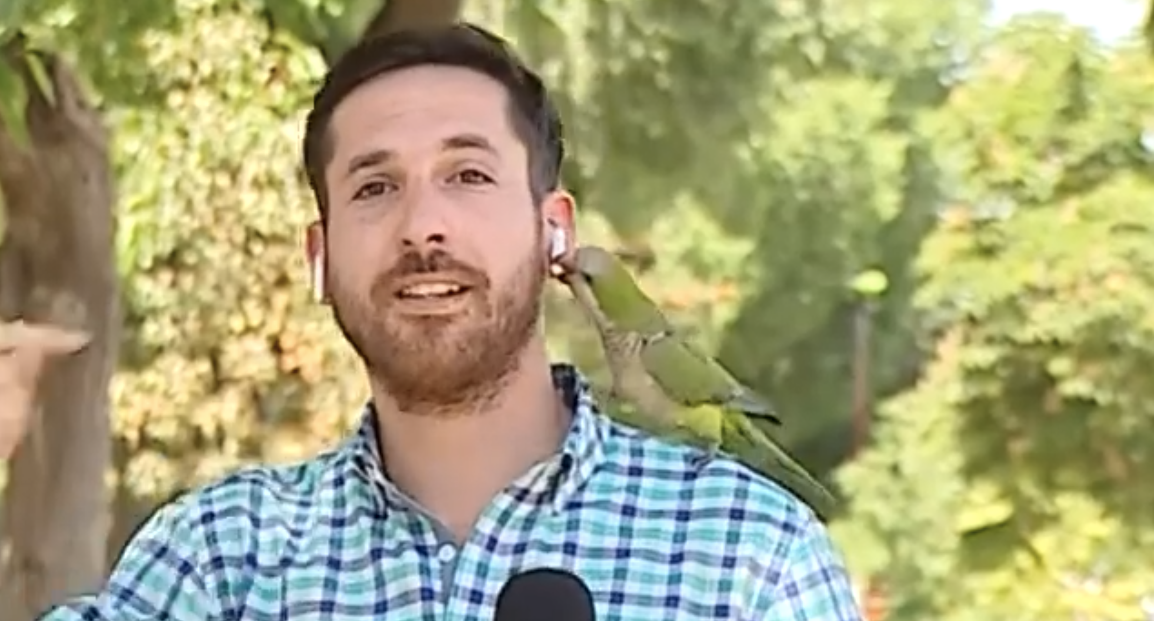 Reporter has ear pod stolen from ear by bird live on television - Vimarsana News